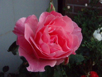 f:id:bluemoonbell:20090519050756j:image