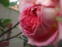 f:id:bluemoonbell:20090519050848j:image