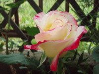 f:id:bluemoonbell:20090519075246j:image