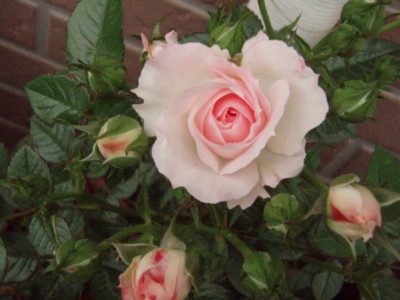 f:id:bluemoonbell:20090519163107j:image