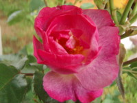 f:id:bluemoonbell:20090521065108j:image