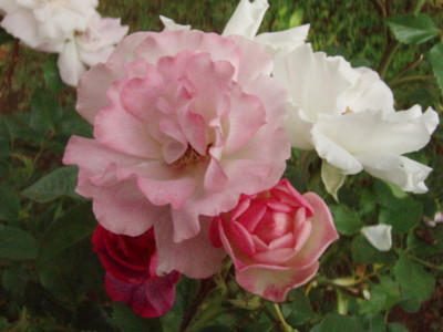 f:id:bluemoonbell:20090521065126j:image
