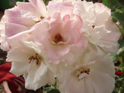 f:id:bluemoonbell:20090521065143j:image