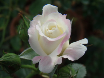 f:id:bluemoonbell:20090521065429j:image