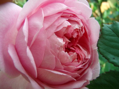 f:id:bluemoonbell:20090521065509j:image
