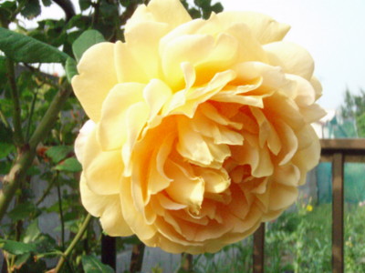 f:id:bluemoonbell:20090521070407j:image