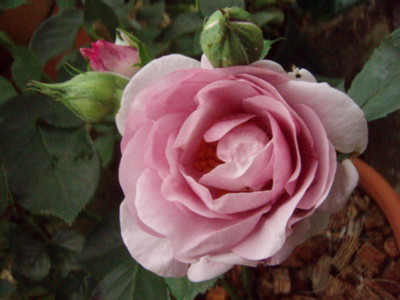 f:id:bluemoonbell:20090522063902j:image