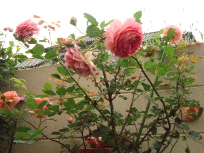 f:id:bluemoonbell:20090522063935j:image