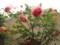 20090522063935