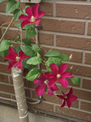 f:id:bluemoonbell:20090522064803j:image