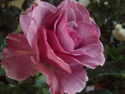 f:id:bluemoonbell:20090522154914j:image