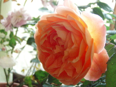 f:id:bluemoonbell:20090522154954j:image