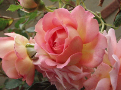 f:id:bluemoonbell:20090523061216j:image