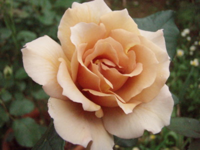 f:id:bluemoonbell:20090523061254j:image