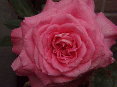 f:id:bluemoonbell:20090524061007j:image