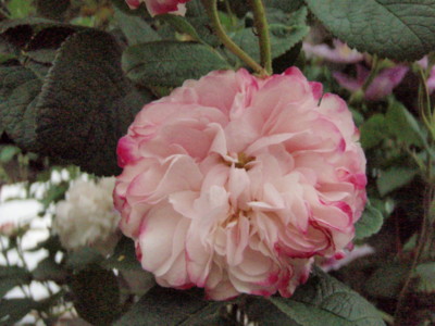 f:id:bluemoonbell:20090524061402j:image