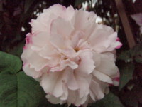 f:id:bluemoonbell:20090524061526j:image