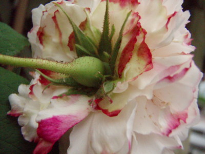 f:id:bluemoonbell:20090524061557j:image