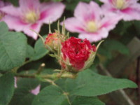 f:id:bluemoonbell:20090524061745j:image