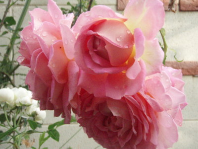 f:id:bluemoonbell:20090524164726j:image