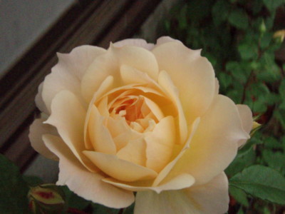 f:id:bluemoonbell:20090525084840j:image