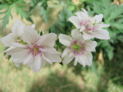 f:id:bluemoonbell:20090525112242j:image f:id:bluemoonbell:20090525112242j:image