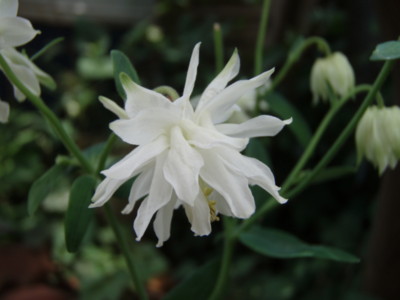 f:id:bluemoonbell:20090525112333j:image f:id:bluemoonbell:20090525112333j:image