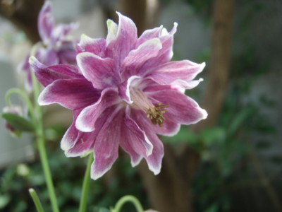 f:id:bluemoonbell:20090525112342j:image f:id:bluemoonbell:20090525112342j:image