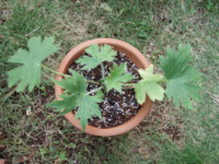 f:id:bluemoonbell:20090525180951j:image f:id:bluemoonbell:20090525180951j:image