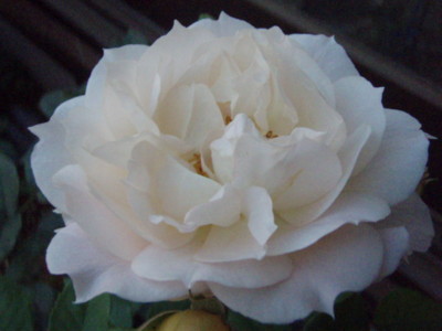 f:id:bluemoonbell:20090526171513j:image