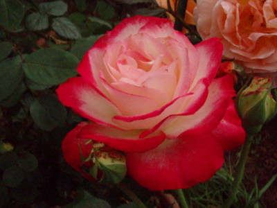 f:id:bluemoonbell:20090527165441j:image