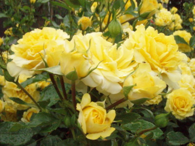 f:id:bluemoonbell:20090528093751j:image f:id:bluemoonbell:20090528093751j:image