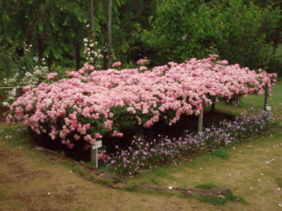 f:id:bluemoonbell:20090528094602j:image f:id:bluemoonbell:20090528094602j:image