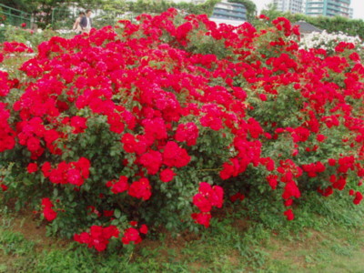 f:id:bluemoonbell:20090528094921j:image f:id:bluemoonbell:20090528094921j:image