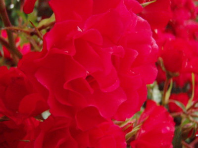 f:id:bluemoonbell:20090528094959j:image f:id:bluemoonbell:20090528094959j:image