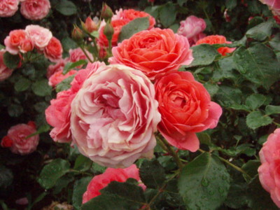 f:id:bluemoonbell:20090528095700j:image f:id:bluemoonbell:20090528095700j:image