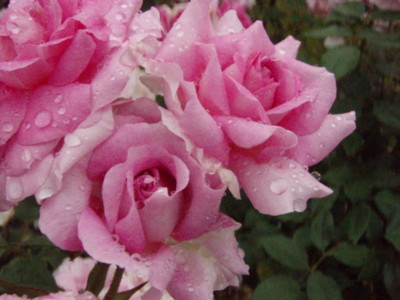 f:id:bluemoonbell:20090528095811j:image f:id:bluemoonbell:20090528095811j:image