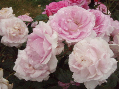 f:id:bluemoonbell:20090528095830j:image f:id:bluemoonbell:20090528095830j:image