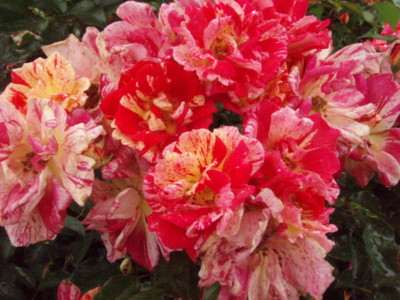 f:id:bluemoonbell:20090528100233j:image f:id:bluemoonbell:20090528100233j:image