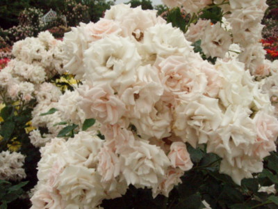 f:id:bluemoonbell:20090528100553j:image f:id:bluemoonbell:20090528100553j:image