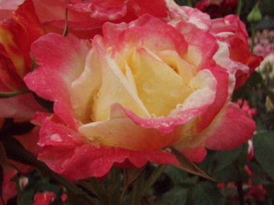 f:id:bluemoonbell:20090528100854j:image f:id:bluemoonbell:20090528100854j:image
