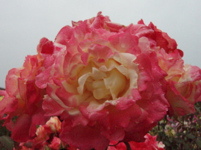 f:id:bluemoonbell:20090528100915j:image f:id:bluemoonbell:20090528100915j:image