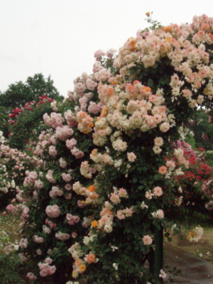f:id:bluemoonbell:20090528101559j:image f:id:bluemoonbell:20090528101559j:image