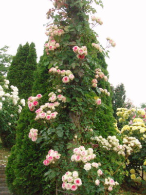 f:id:bluemoonbell:20090528101911j:image f:id:bluemoonbell:20090528101911j:image