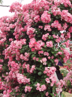 f:id:bluemoonbell:20090528102853j:image f:id:bluemoonbell:20090528102853j:image