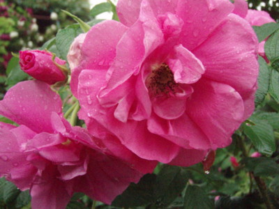 f:id:bluemoonbell:20090528103229j:image f:id:bluemoonbell:20090528103229j:image