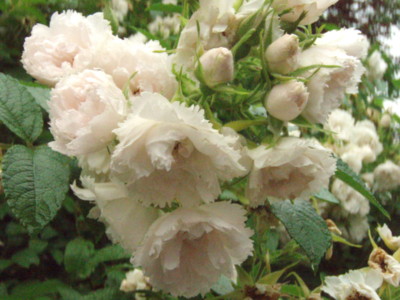 f:id:bluemoonbell:20090528103303j:image f:id:bluemoonbell:20090528103303j:image