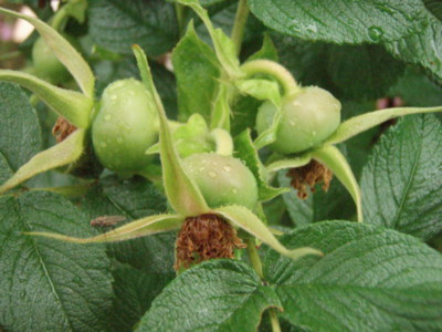 f:id:bluemoonbell:20090528103730j:image f:id:bluemoonbell:20090528103730j:image