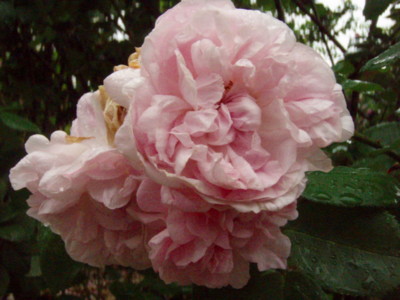 f:id:bluemoonbell:20090528103934j:image f:id:bluemoonbell:20090528103934j:image