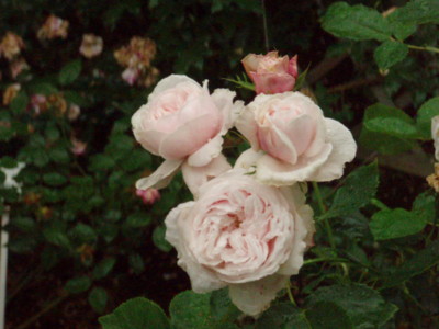 f:id:bluemoonbell:20090528104014j:image f:id:bluemoonbell:20090528104014j:image